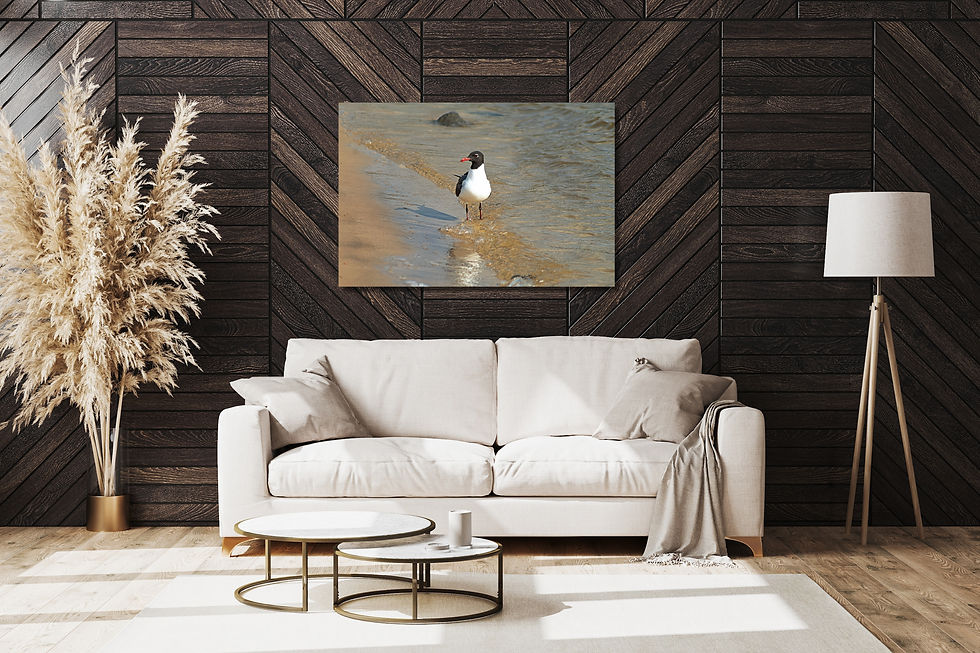 Thumbnail: Laughing Gull on the Shoreline of The Gulf of America