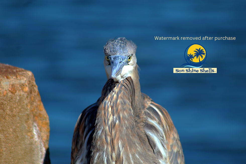 Great Blue Heron Fine Art Decor, Shorebird Photography, Nature Print