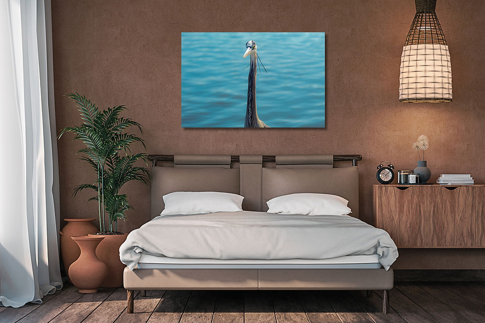 Thumbnail: Great Blue Heron Portrait, Beach Wildlife Photography, The Gulf of America
