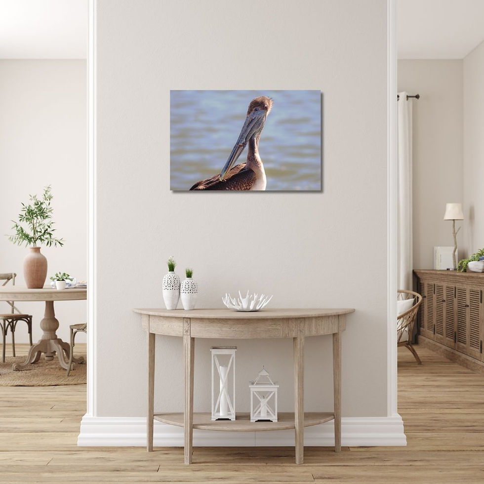 Thumbnail: Shore Bird Photography: Fine Art Prints, Pelicans and Coastal Wildlife