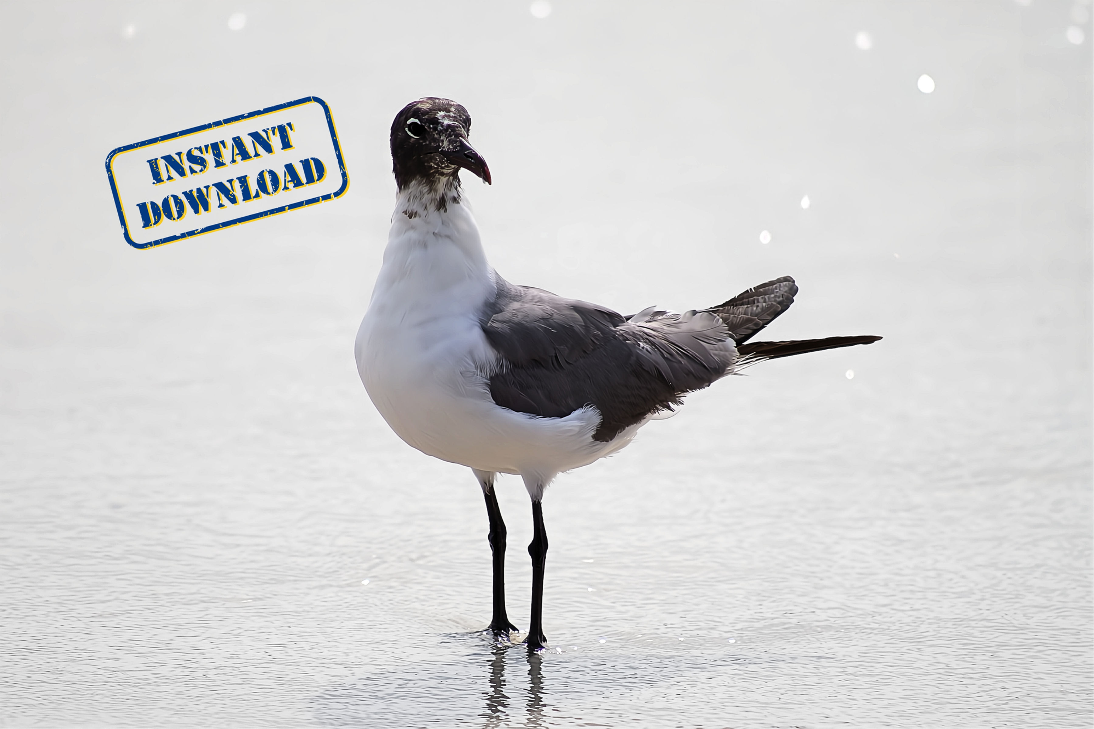Fine Art Seagull Digital Download Nature Photography