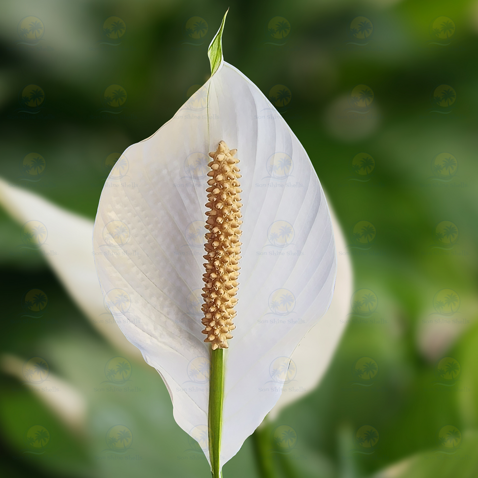 Peace Lily