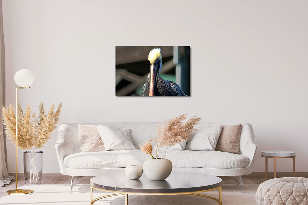 Thumbnail: Brown Pelican Close Up – Stunning Wildlife Photography Digital Download