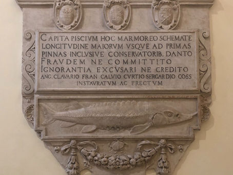 Lupus Tiberinus - A Fish Worthy of an Emperor