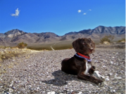 Most Sporty Dog Breeds