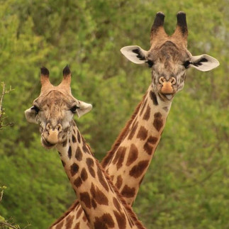 Two giraffes looking at the camera with crossed necks