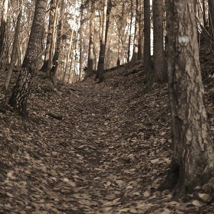 Back to nature. Forest path.
