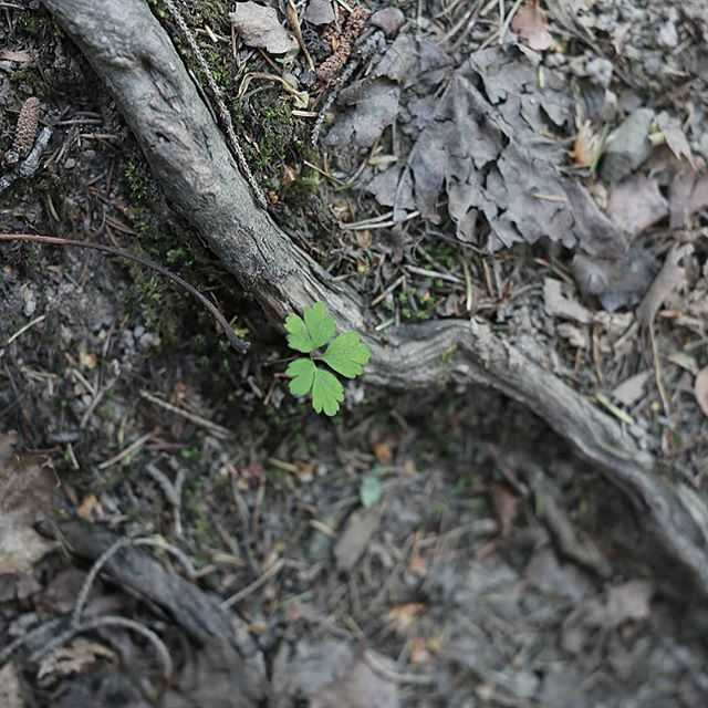 Thumbnail: The little tings. Beauty of nature. Clover. Nature as inspiration for knit and crochet designs.