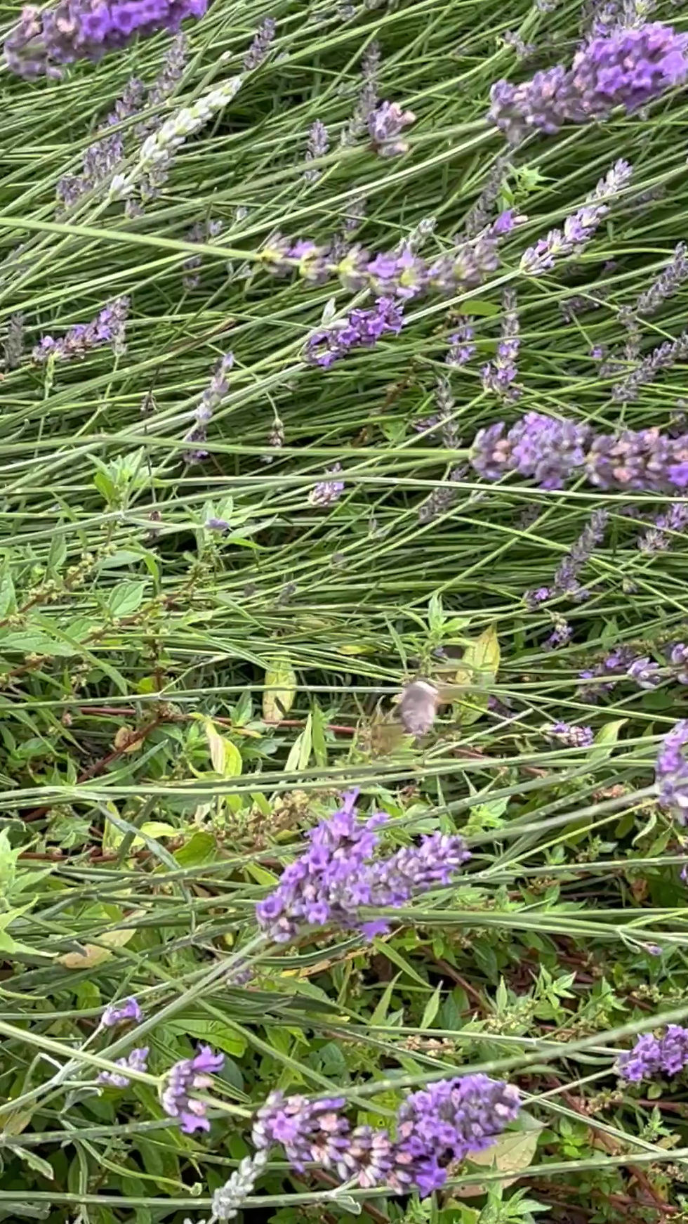 Thumbnail: Hummingbird Moth