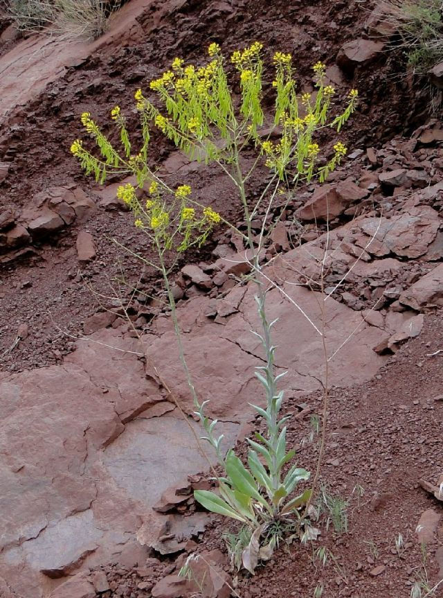 Thumbnail: 7 Roots. Large brush clay vases