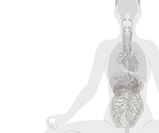 vagus nerve pic.png
