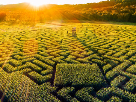 The Maze
