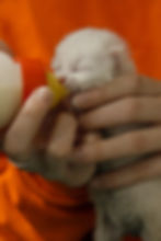 A tiny white kitten is bottle-fed by hand, eyes still closed from early age.