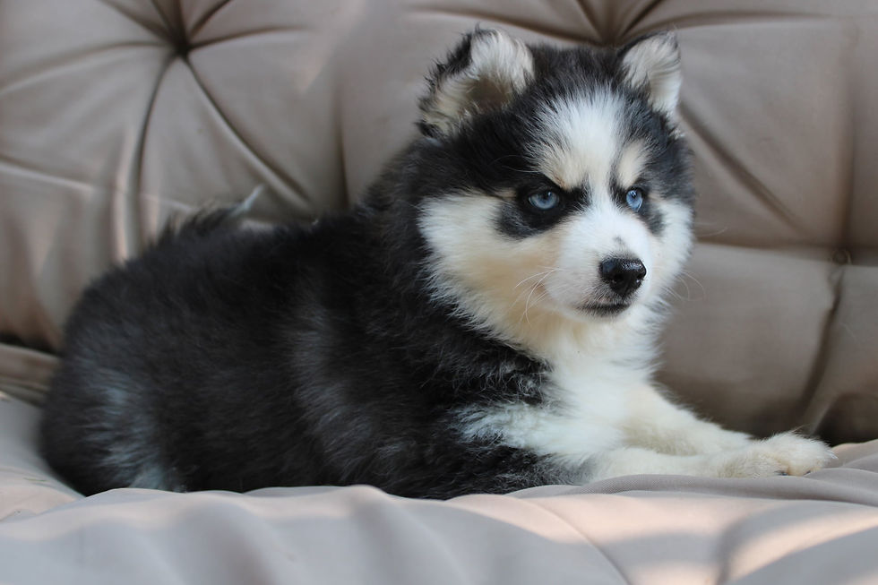 Close-up view of a playful Pomsky puppy with bright blue eyes