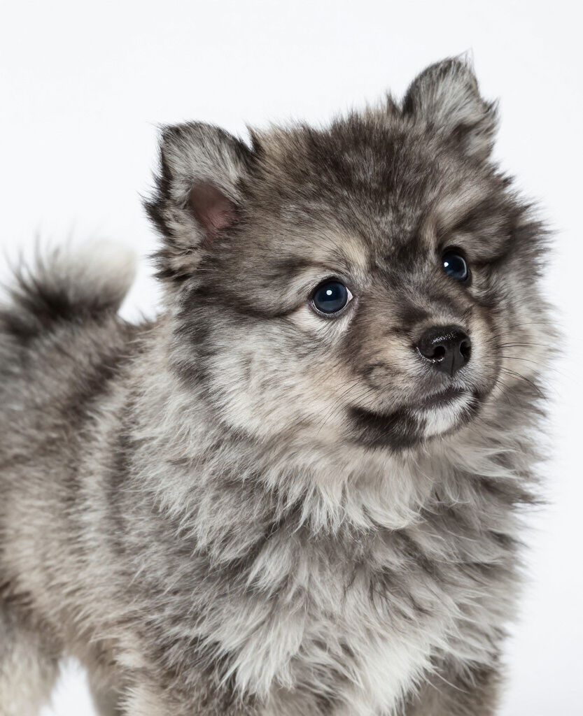 Close-up view of a playful Pomsky puppy on a grassy field