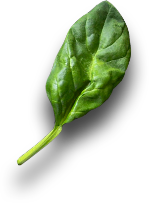 Leaf.png