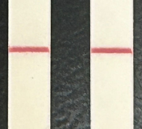 Lateral Flow Assay Test Line Streptavidin