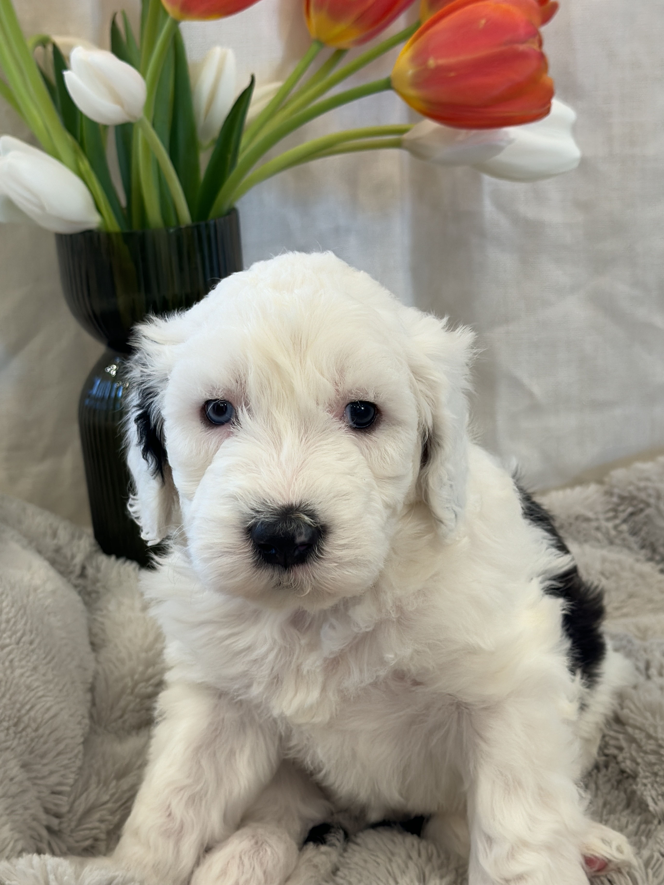 Sheepadoodle Puppy 1
