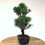 Miniature : PINUS Thunbergii PIN noir du Japon KOTOBUKI 13 ans de 34 cm de hauteur   A08