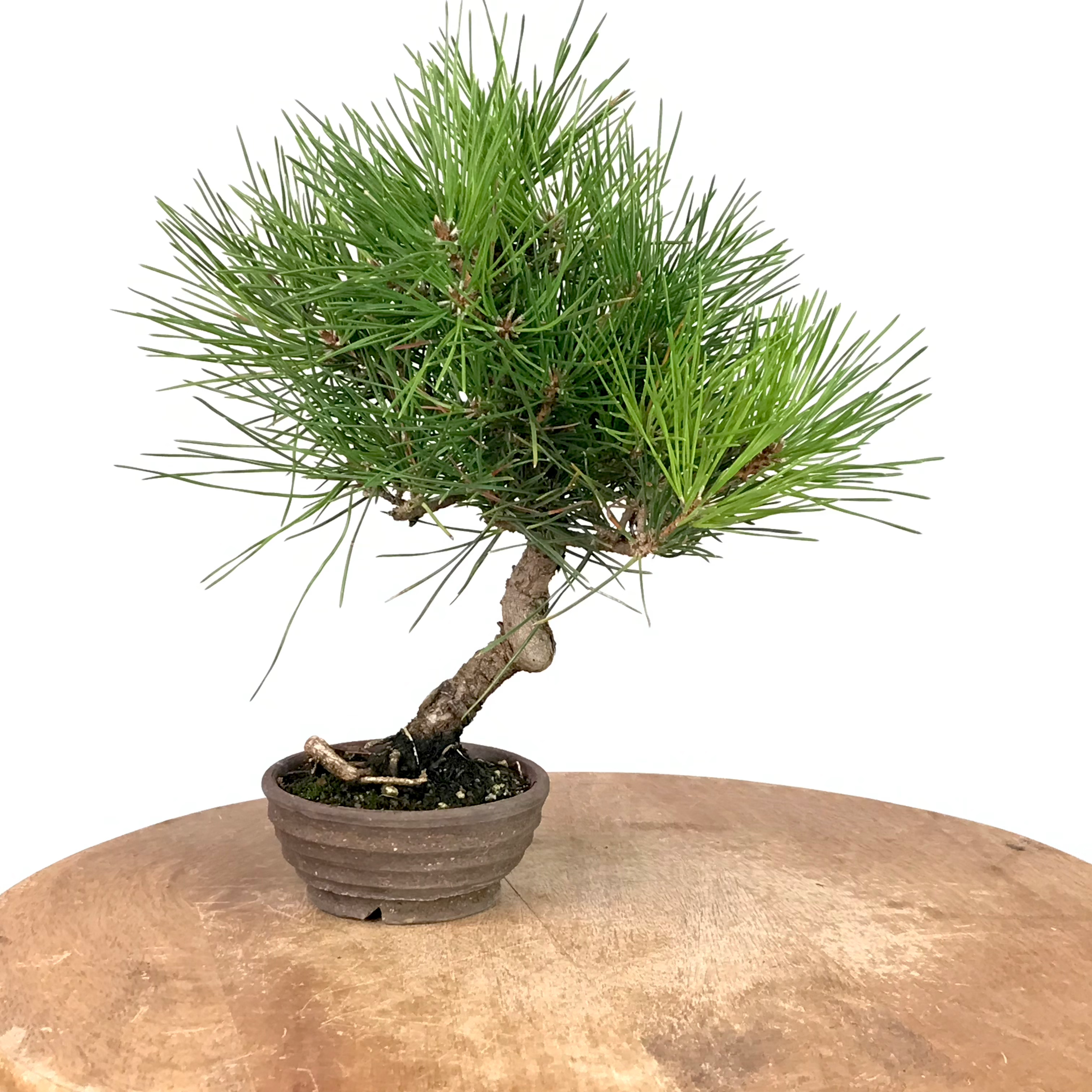 PINUS Thunbergii PIN noir +15 ans de 28 cm de hauteur XX57