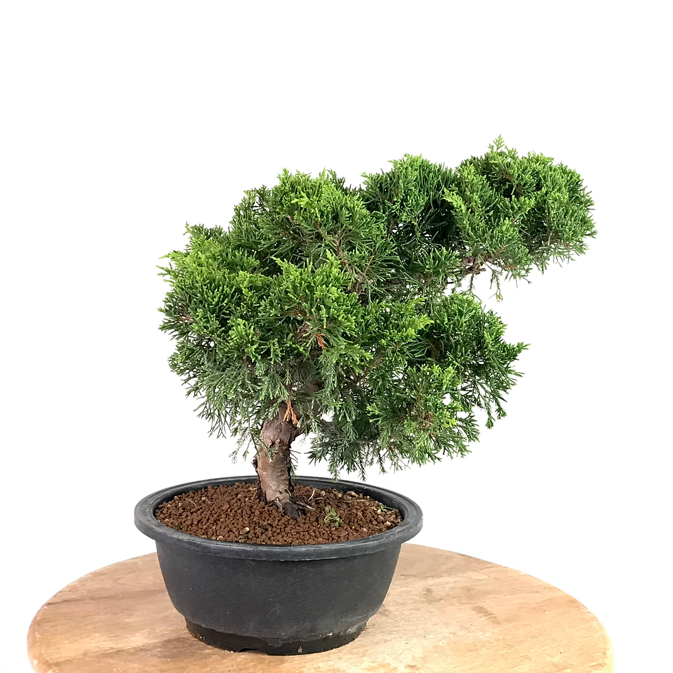 Miniature : JUNIPERUS Chinensis Itoigawa +15 ans de 34 cm de hauteur   XX17