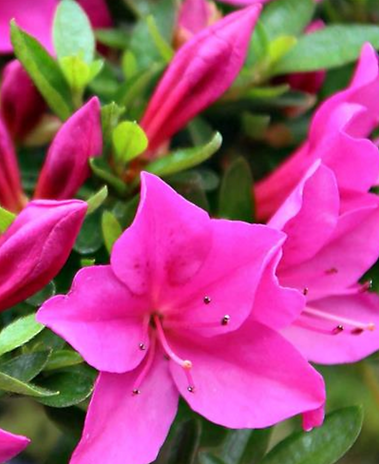 azalea HOSHI NO KAGAYAKI