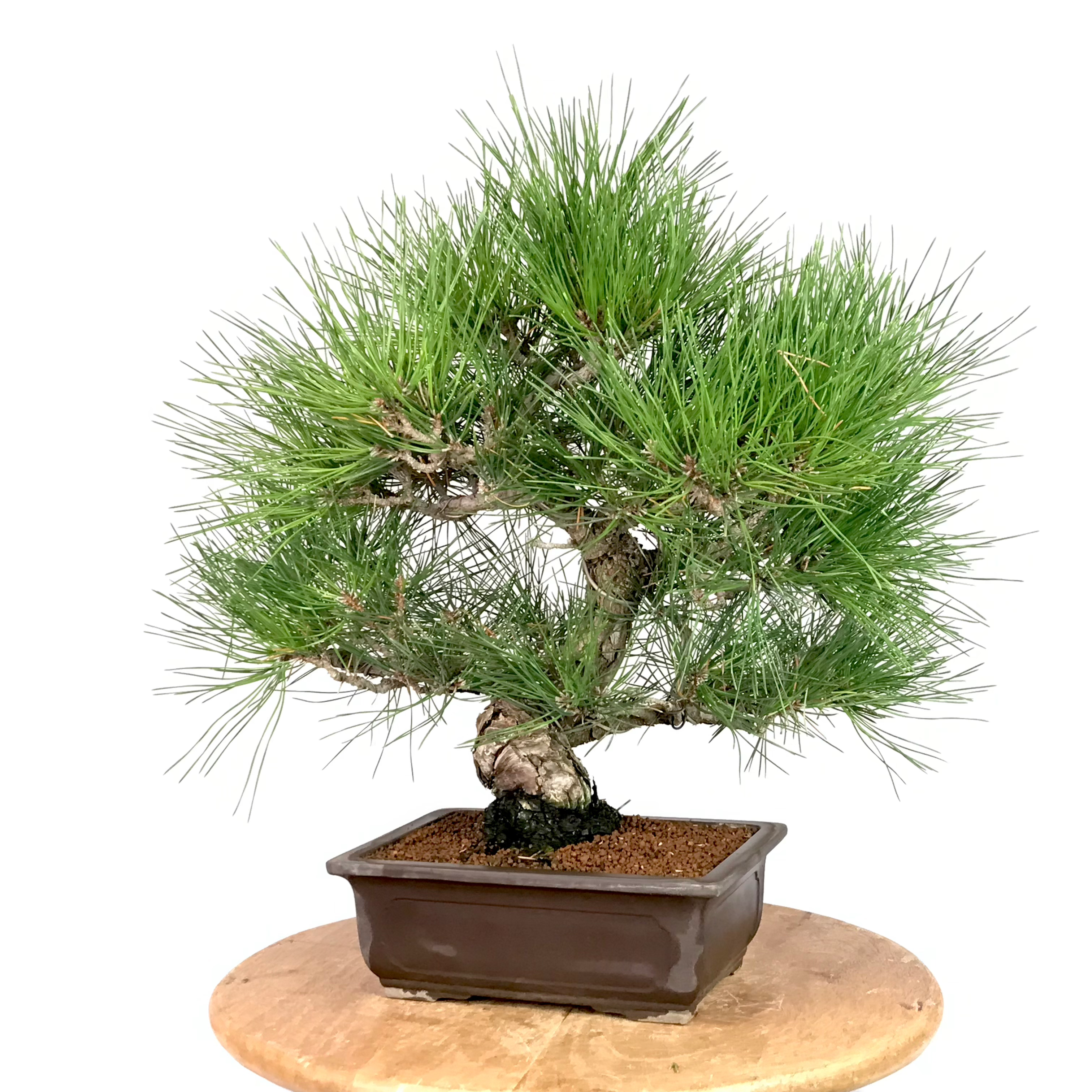 PINUS Thunbergii PIN noir 18-20 ans de 46 cm de hauteur XX59