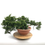 Miniature : JUNIPERUS Sabina 100 x 65 x 40 cm YAMADORI    X56