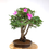 Miniature : AZALEE Indica Java 16-18 ans de 52 cm de hauteur   X15  Floraison Violette
