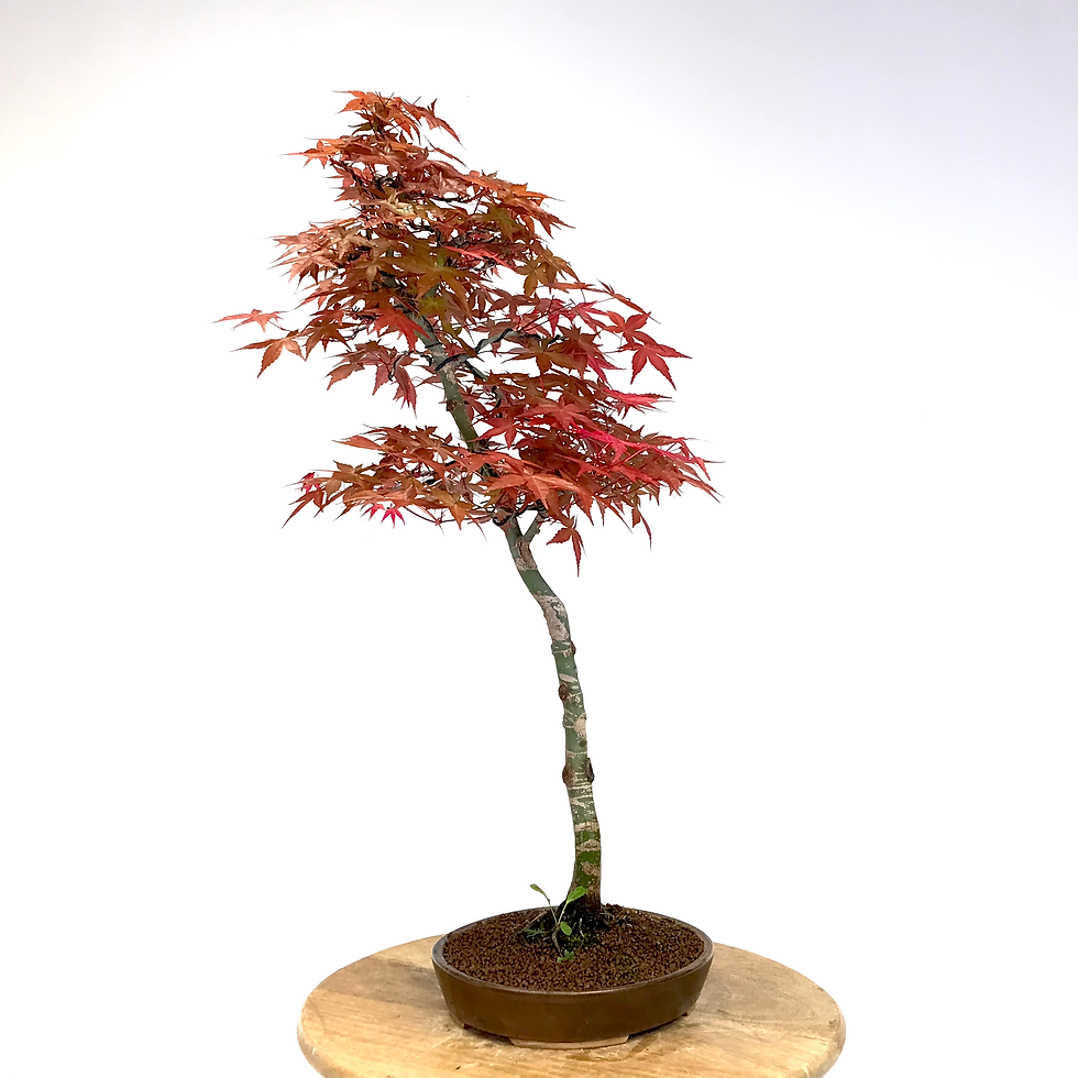 Miniature : ERABLE rouge du Japon 'deshojo' +15 ans de 70 cm de hauteur  X10
