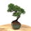 Miniature : JUNIPERUS Chinensis 10 ans de 26 cm de hauteur  X57