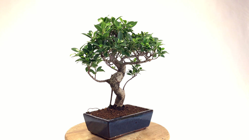 Miniature : FICUS Retusa 12-13 ans de 44 cm de hauteur  A76