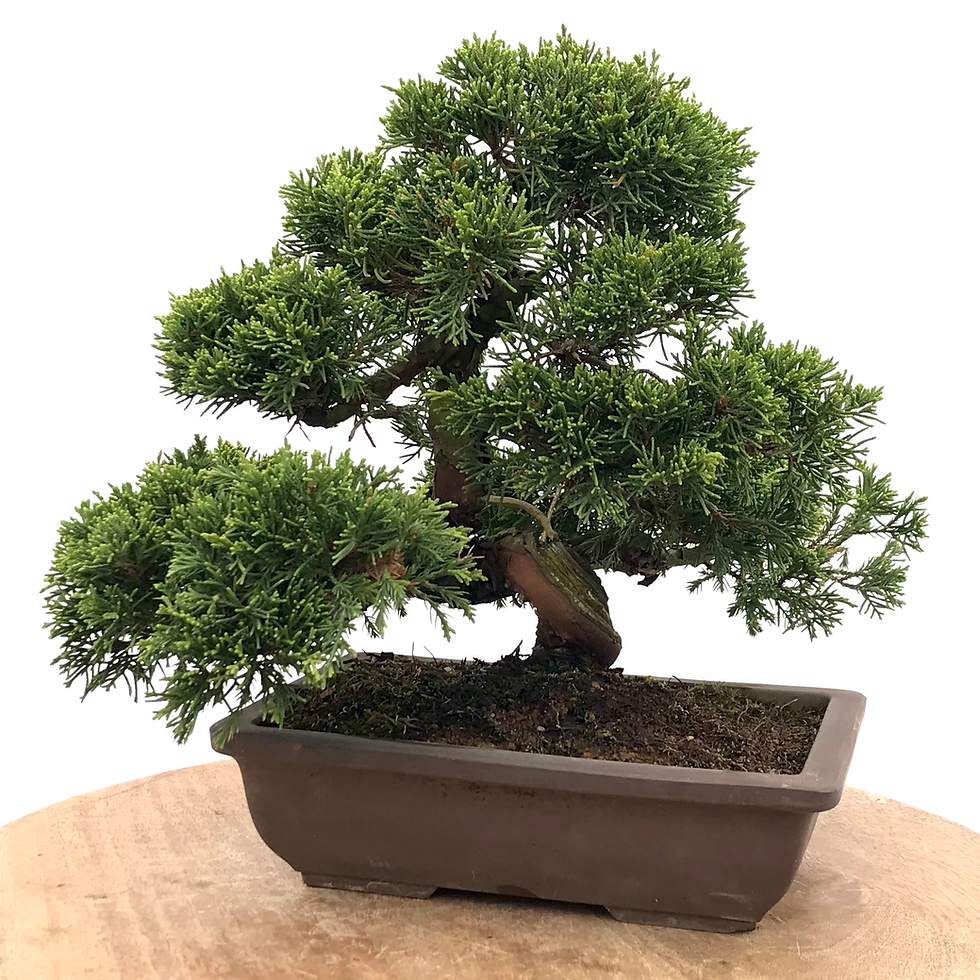 JUNIPERUS Chinensis Itoigawa +20 ans 30 cm de hauteur T45*