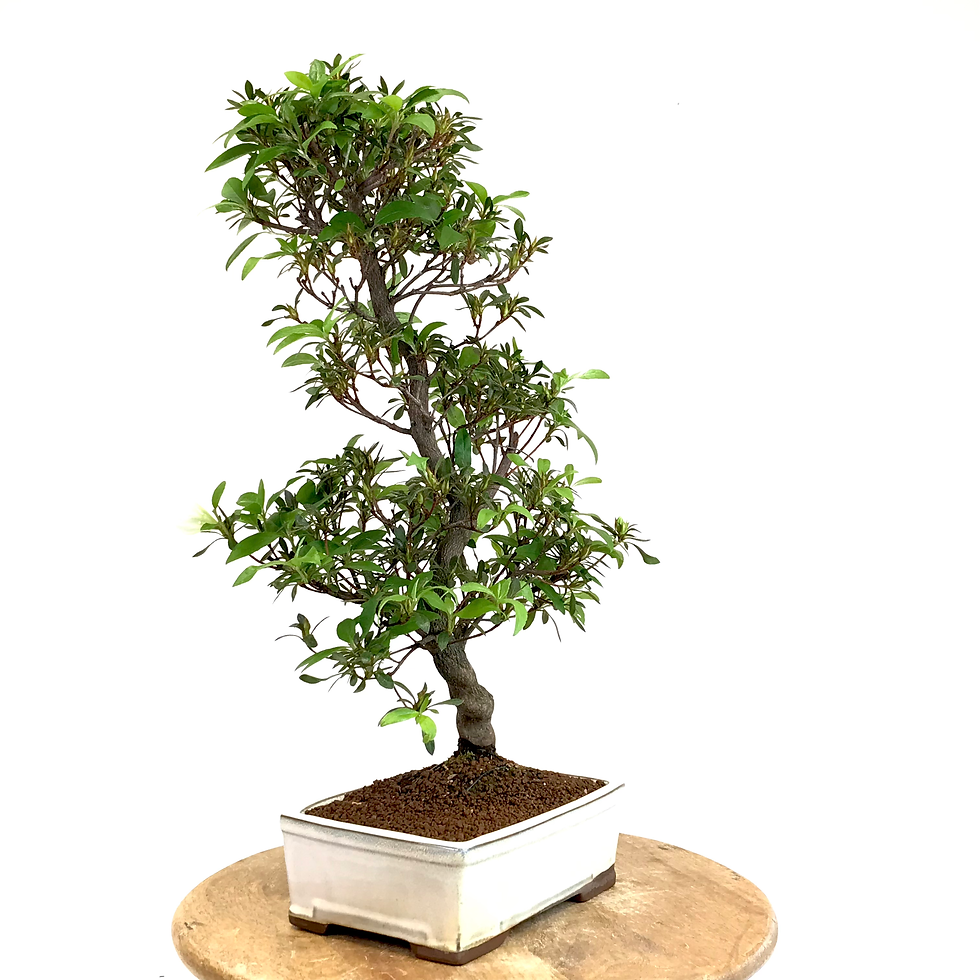 Miniature : AZALEE Satsuki +18 ans de 55 cm de hauteur   H24  Blanche