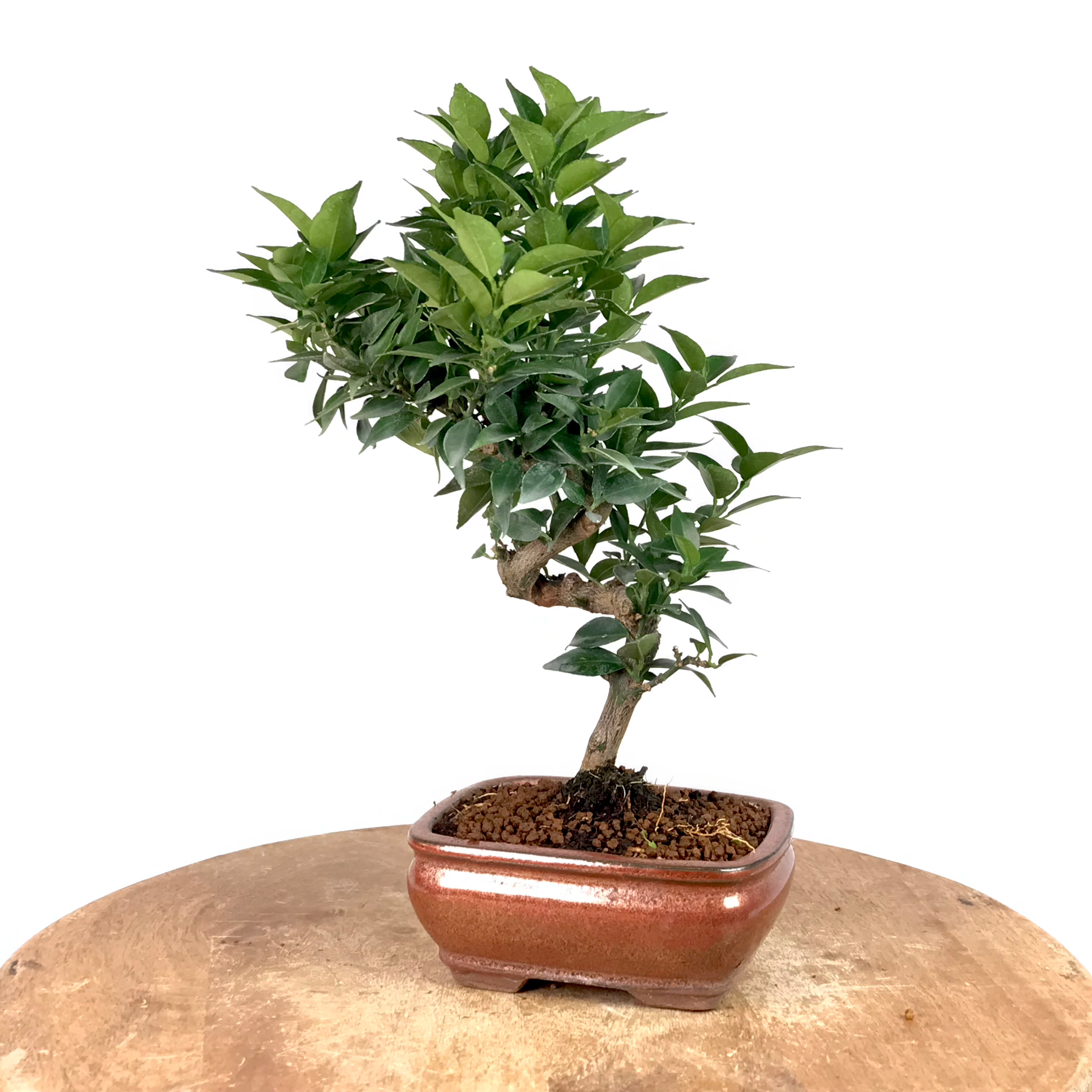 MANDARINIER Chinois CITRUS Myrtifolia 8-9 ans de 32 cm de hauteur X96