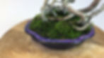 Miniature : ERABLE de Burger +25 ans 47 cm de hauteur   A39  Collection