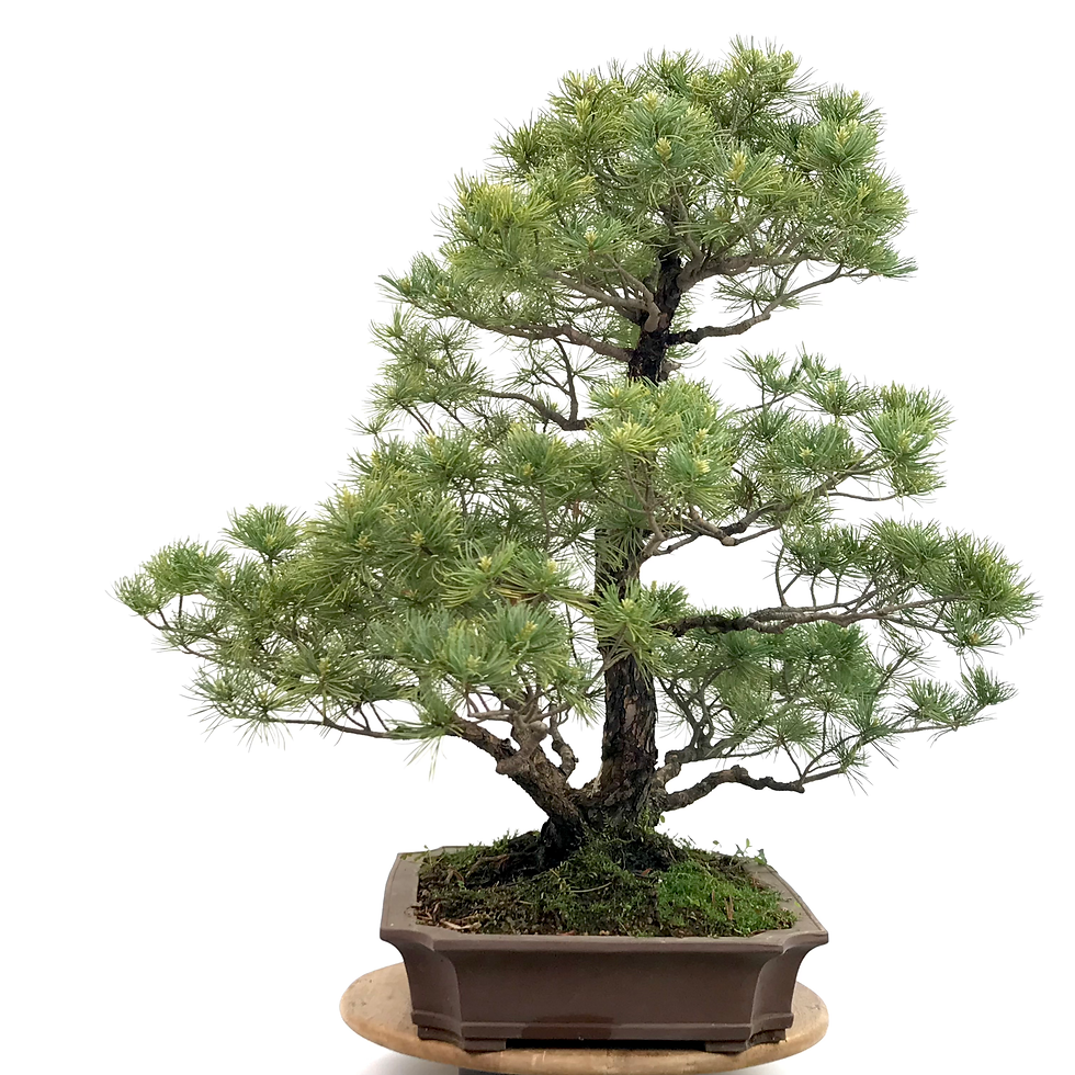 Miniature : PIN blanc du Japon +40 ans de 82 cm de hauteur Kabudachi   X47*