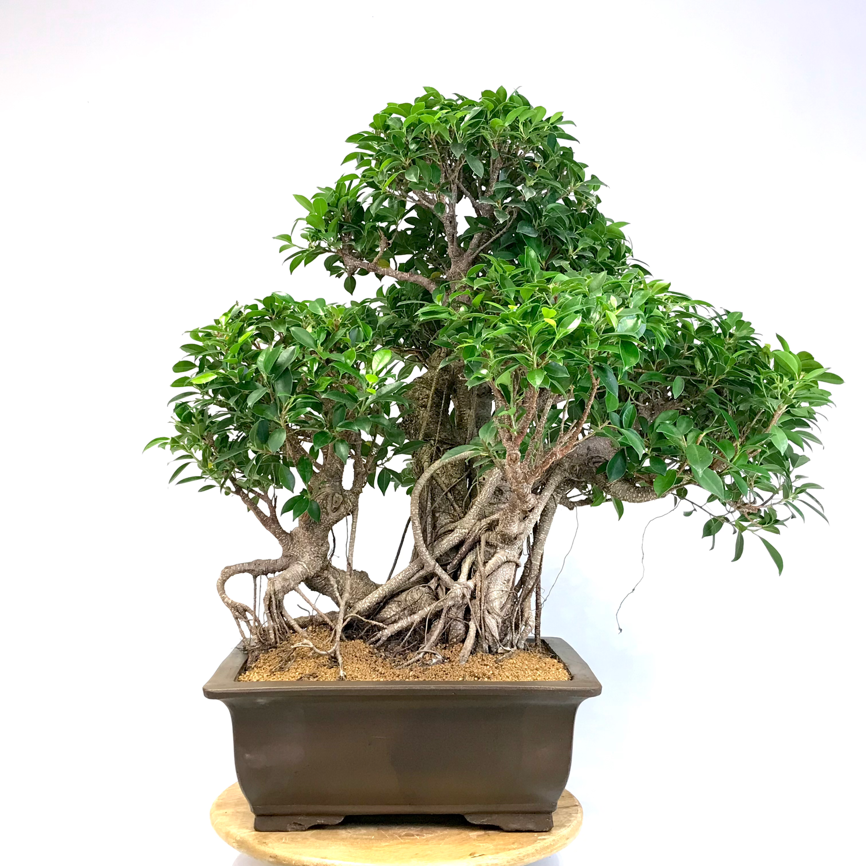 FICUS Retusa de 35 ans 82 cm de hauteur C53