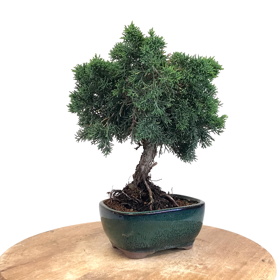 Miniature : JUNIPERUS Chinensis 'KYUSHU' 10-11 ans de 32 cm de hauteur   H88