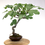 Miniature : FIGUIER commun +18 ans 58 cm de hauteur   E06