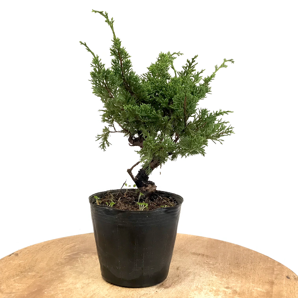 Miniature : JUNIPERUS Chinensis 10 ans de 27 cm de hauteur   X35