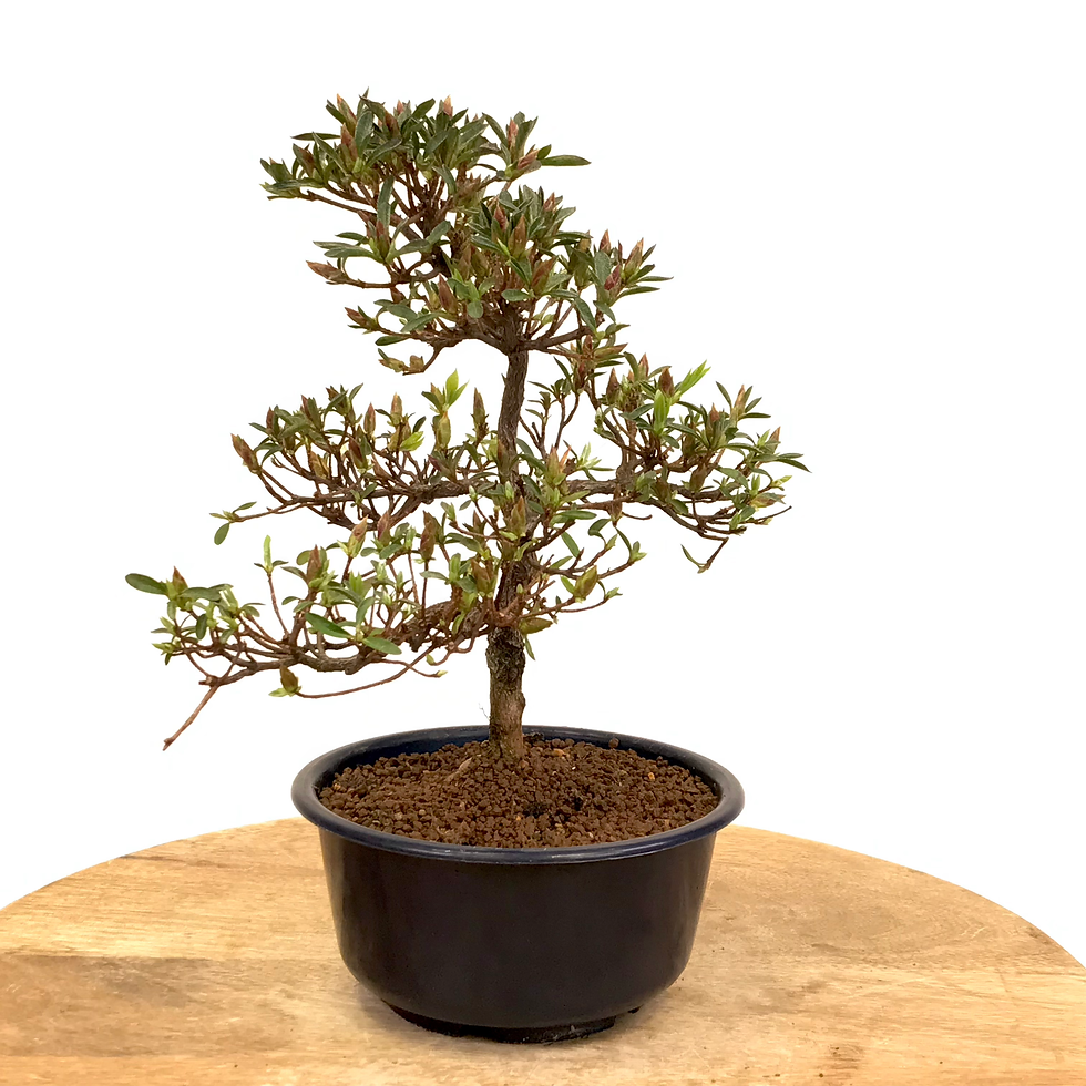 Miniature : AZALEE Satsuki 11 ans de 29 cm de hauteur   H37