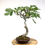 Miniature : FIGUIER commun +18 ans 58 cm de hauteur   E06