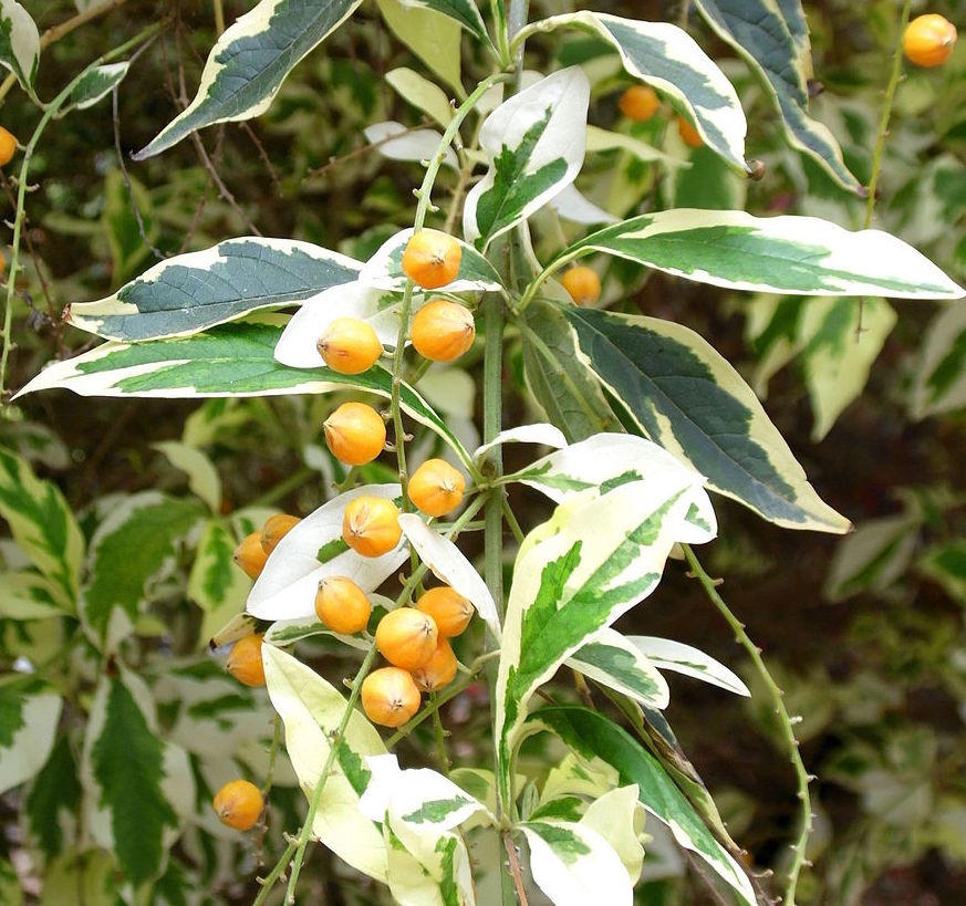 Miniature : VANILLIER de Cayenne panaché 10 ans de 29 cm de hauteur  X52