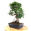 Miniature : FICUS Retusa 12-13 ans de 44 cm de hauteur  C16