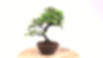 Miniature : JUNIPERUS Rigida 15 ans de 33 cm de hauteur  H85
