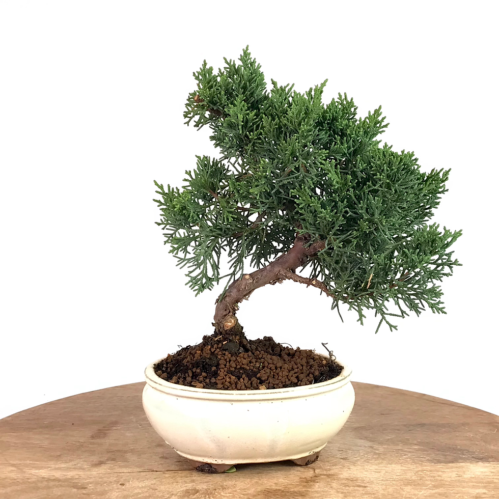 Miniature : JUNIPERUS Chinensis 'KYUSHU' 10 ans de 26 cm de hauteur  XX25