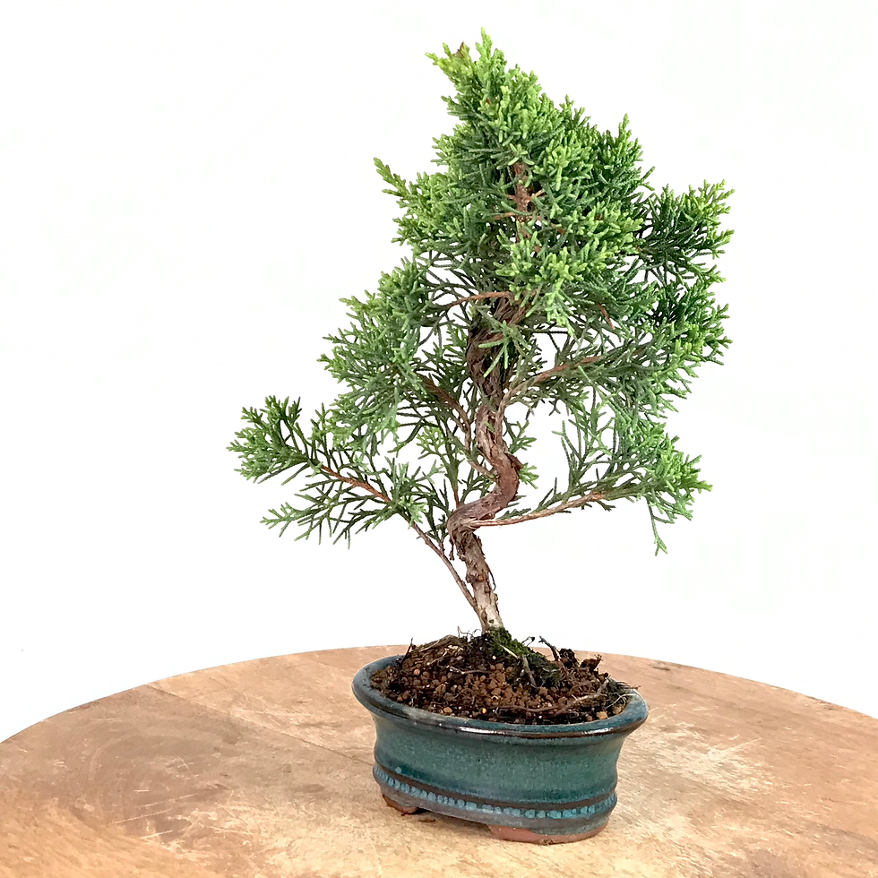 Miniature : JUNIPERUS Chinensis 'KYUSHU' 8 ans de 28 cm de hauteur  XX12