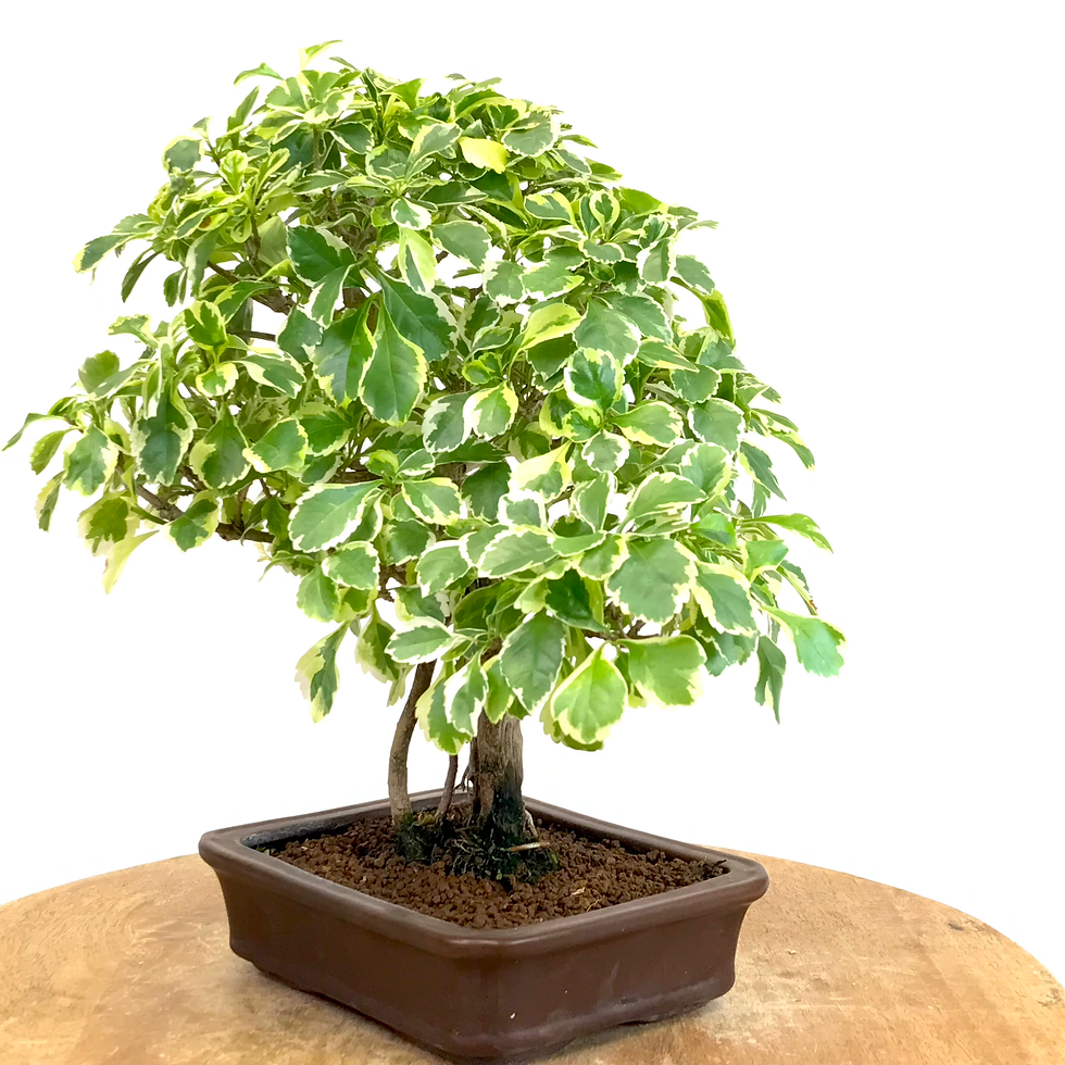 Miniature : VANILLIER de Cayenne panaché 10 ans de 29 cm de hauteur  X52