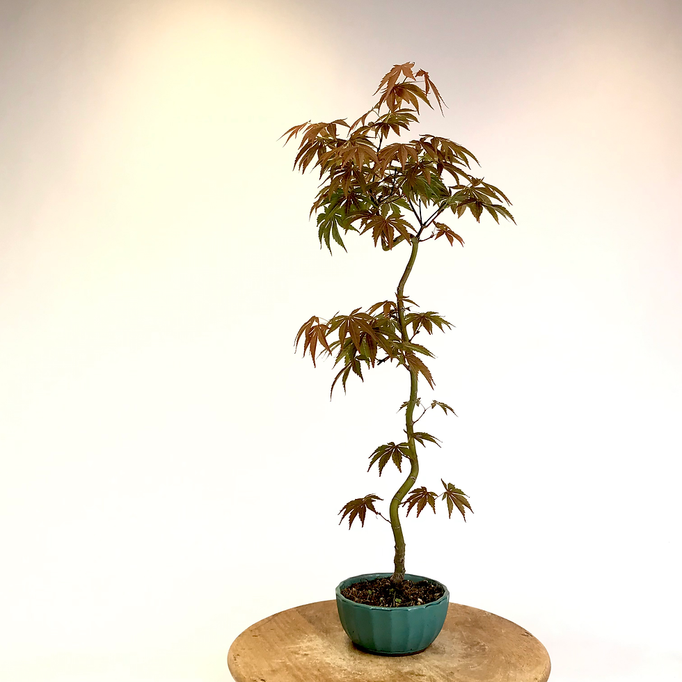 Miniature : ERABLE du japon 'atropurpureum' 13 ans de 71 cm de hauteur   X43